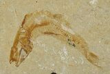 Cretaceous Fossil Shrimp With Fish - Lebanon #308521-2